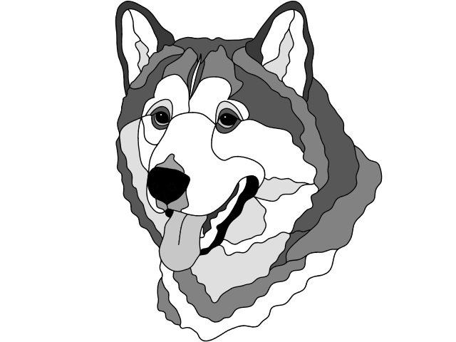Alaskan Malamute Head