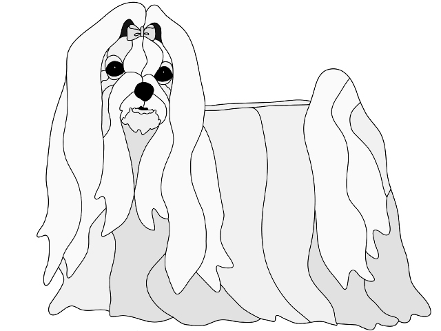 Maltese Standing
