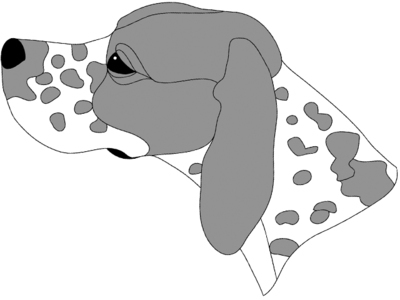 Pointer Head
