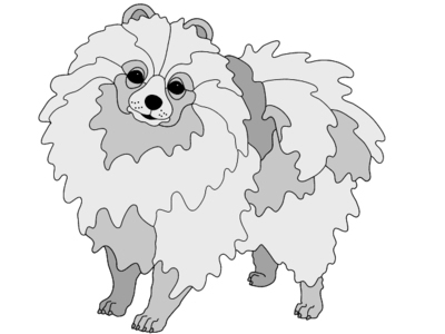 Pomeranian Standing