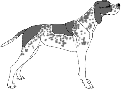 Pointer Standing