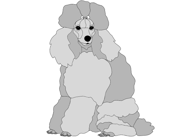 Poodle Sitting