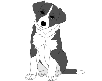 Border Collie Puppy