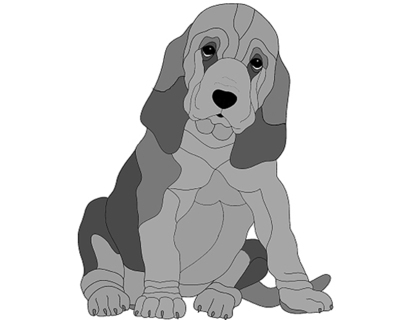 Bloodhound Puppy