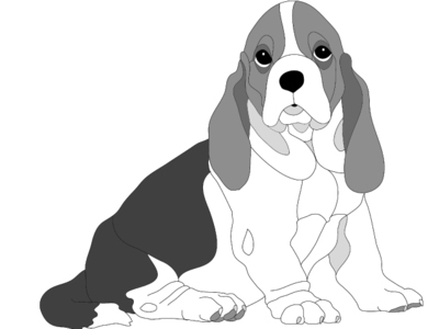 Basset Hound Puppy