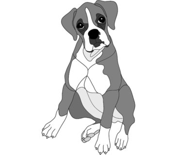 Boxer Puppy