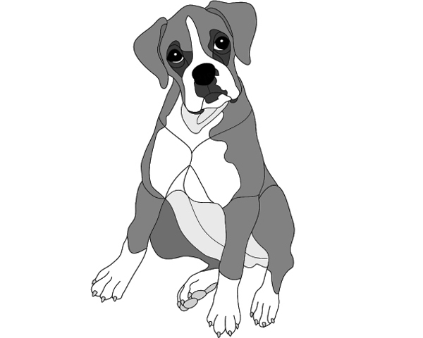 Boxer Puppy