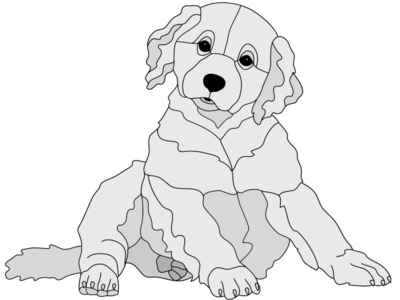 Golden Retriever Puppy