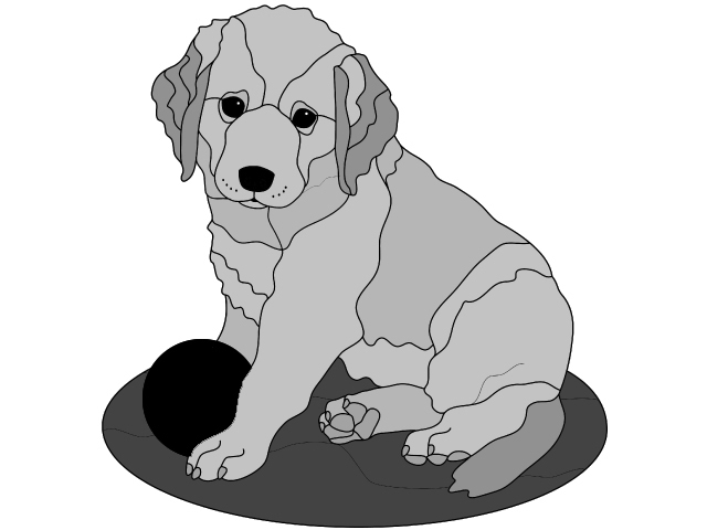 Golden Retriever Puppy