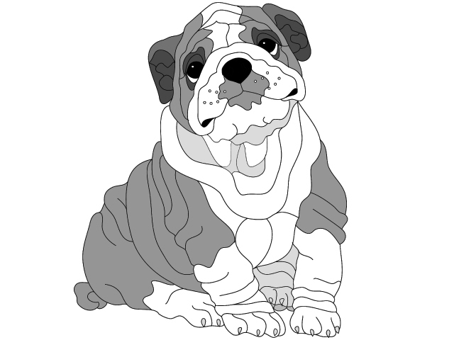 English Bulldog Puppy
