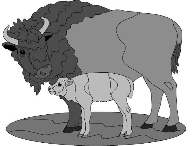 Bison and Baby