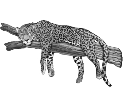 Jaguar on Branch  Expert