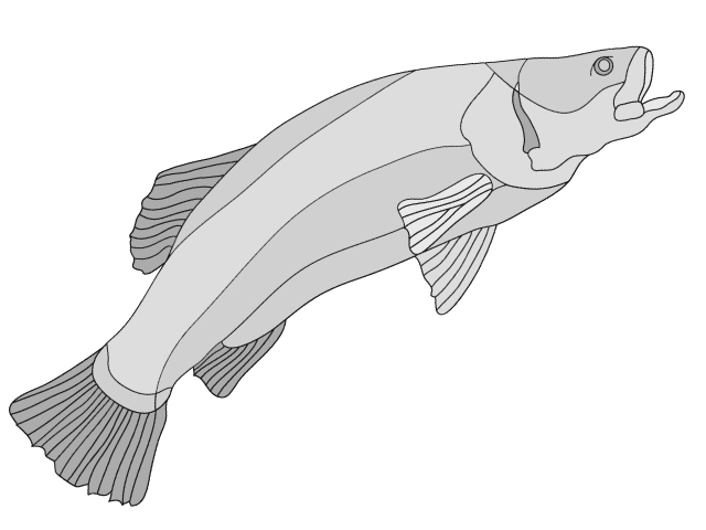 Barramundi Fish