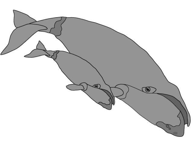 Bowhead Whale &amp; Calf