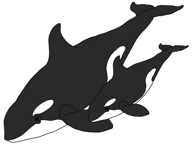 Orca &amp; Baby - Killer Whale