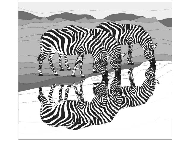 African Plaines Zebra