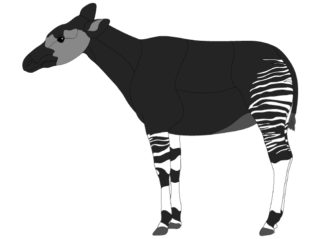 Okapi