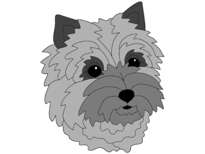 Cairn Terrier Head