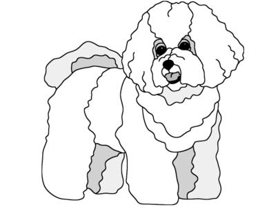 Bichon Frise Standing