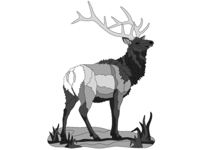 Elk Standing