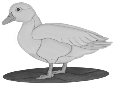 Duck