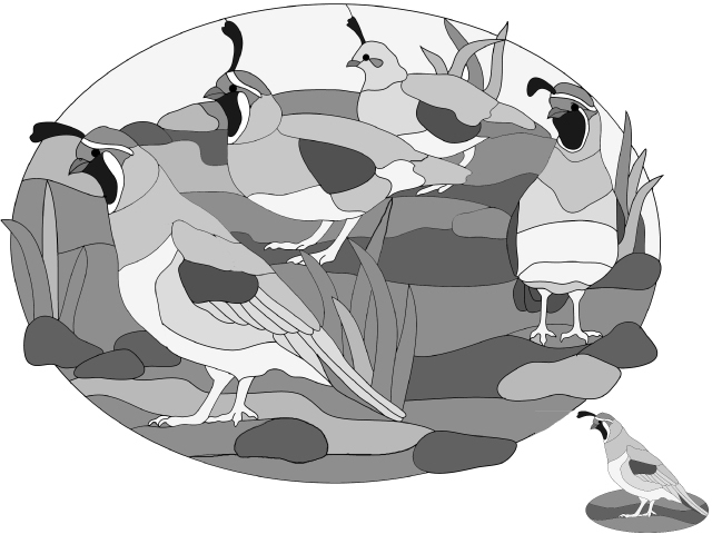 Gambel's Quail