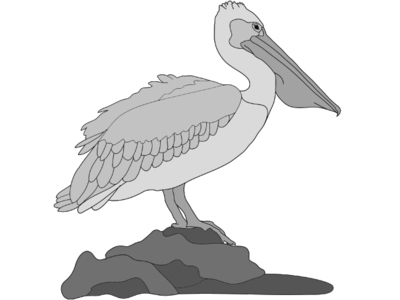 Pelican