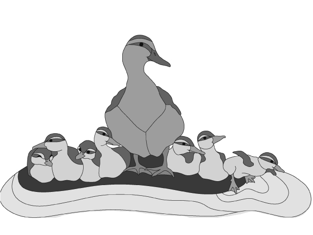 Mallard Duck Family