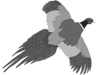 Pheasant Flying