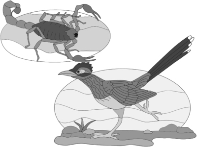Roadrunner &amp; Scorpion