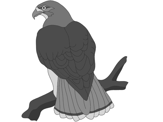 Red-tail Hawk