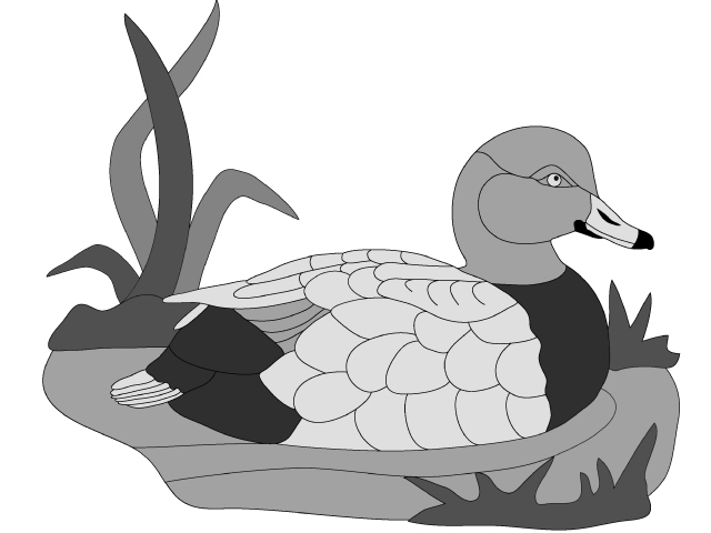 Redhead Duck