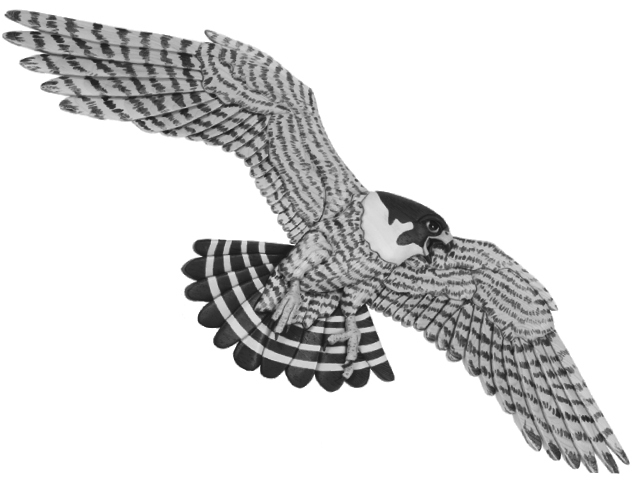 Peregrine Falcon Flying