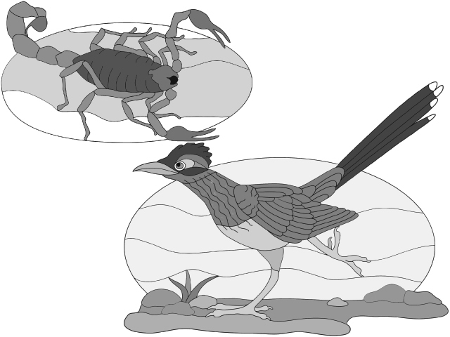 Roadrunner &amp; Scorpion