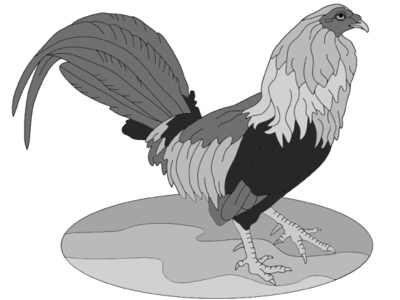 Rooster