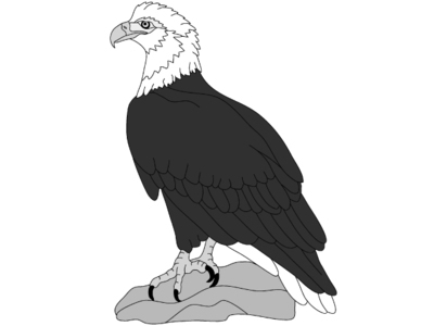 Eagle Sitting