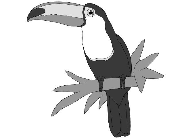 Toucan