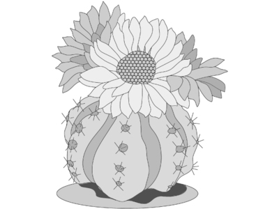 Ball Cactus