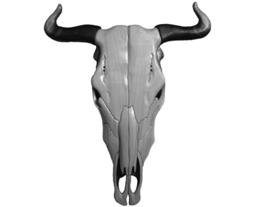 Cow Skull