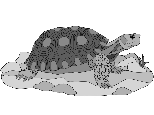 Desert Tortoise