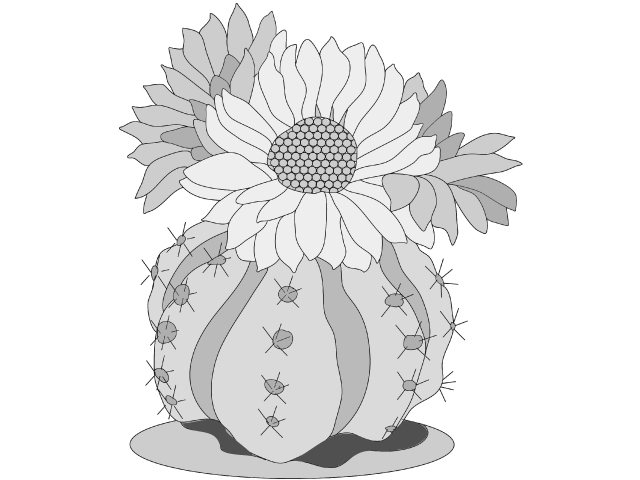 Ball Cactus
