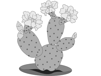 Prickly Pear Bunny Ear Cactus