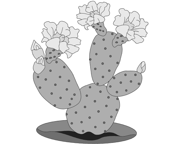 Prickly Pear Bunny Ear Cactus