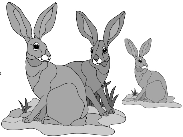 Jack Rabbits