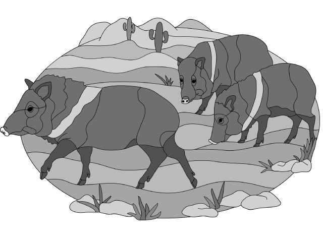 Javelina