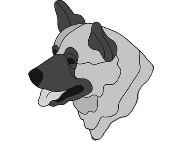 Akita Head