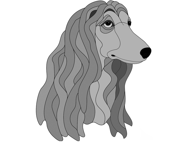 Afghan Hound Head