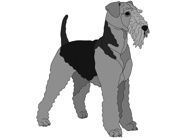 Airedale Standing