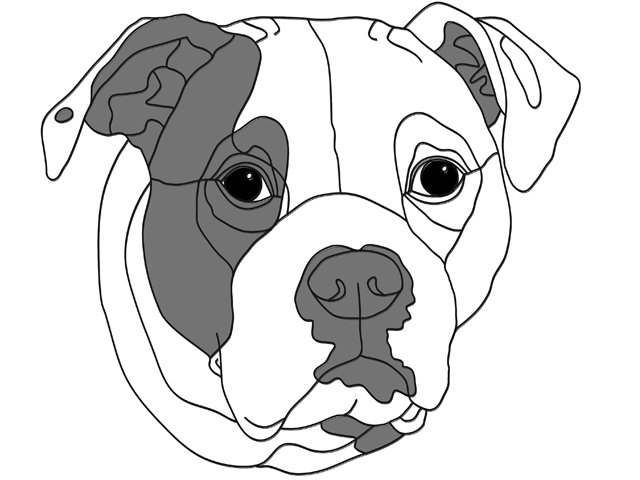 American Bulldog
