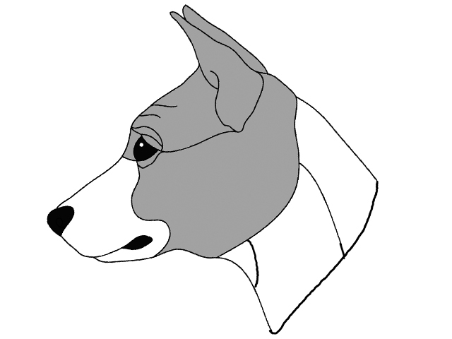 Basenji Head